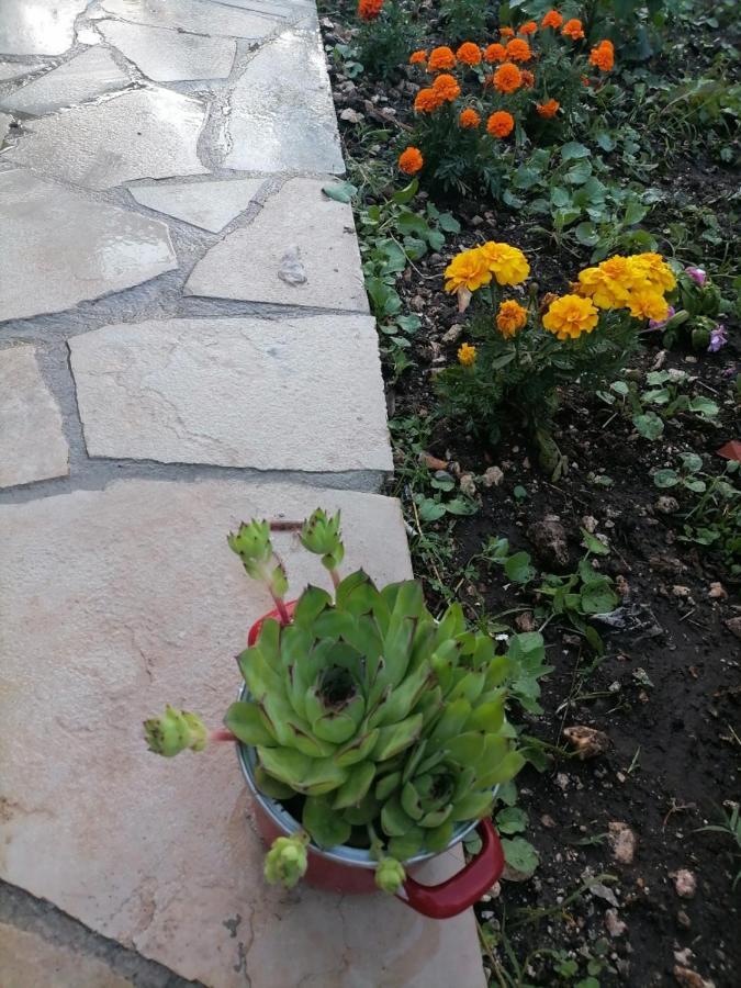 15 * Cetinje