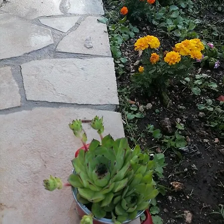 Apartmani 15 采蒂涅 外观 照片